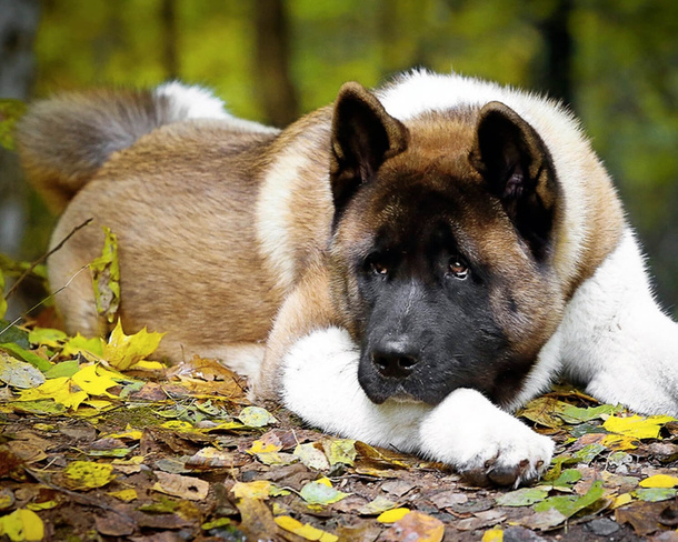 Американський акіта